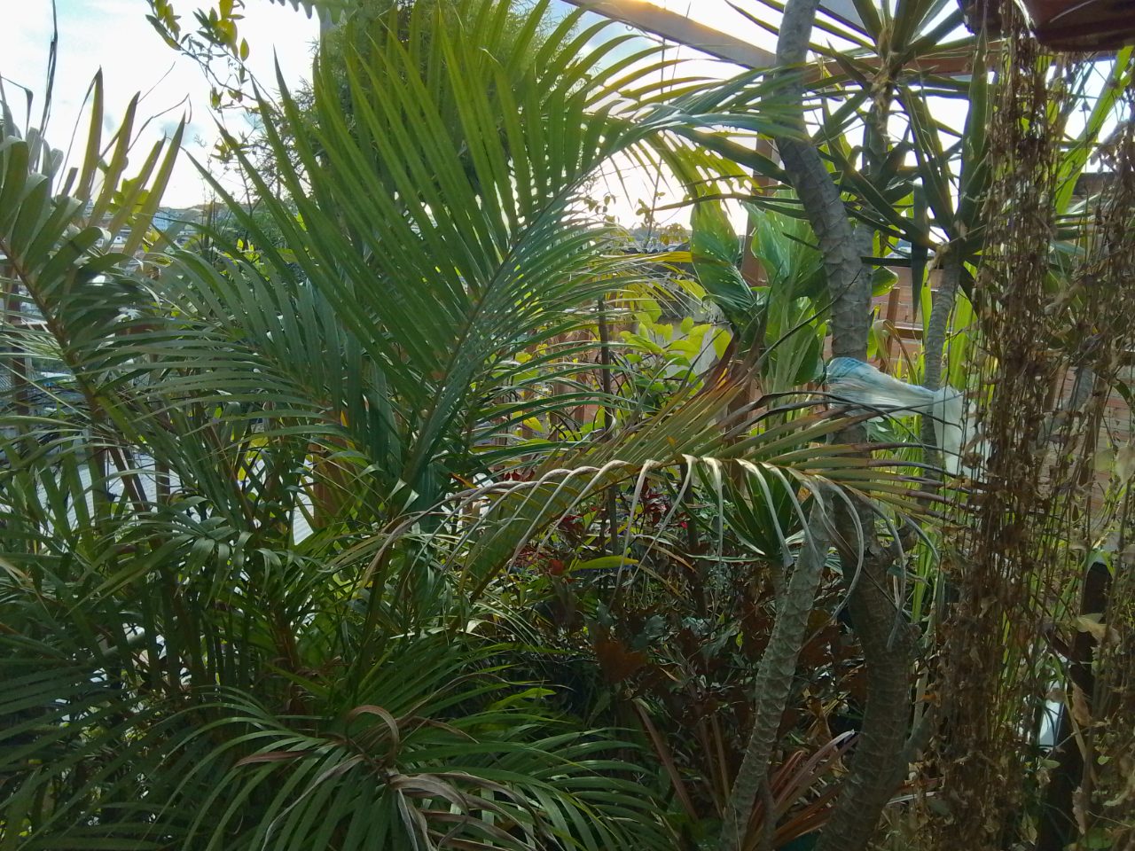 Alugo espaço floricultura 