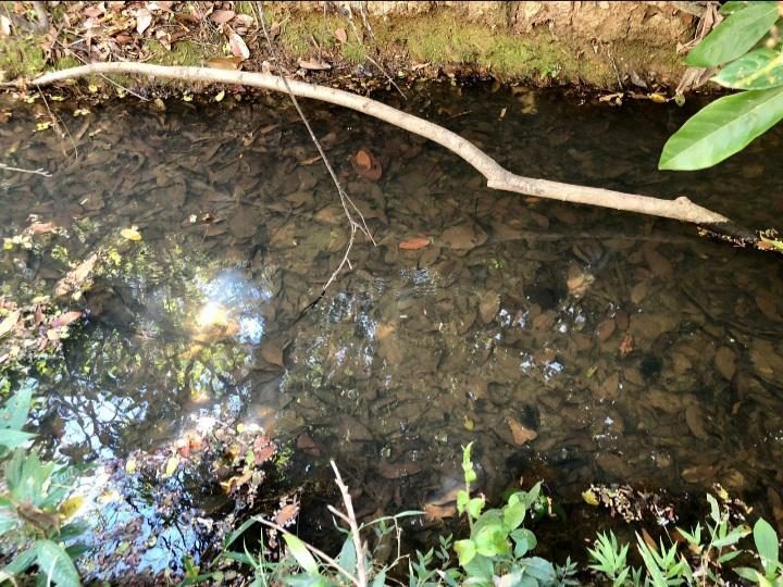 Fazendinha de 20.000M2, com riacho aos fundos, água e luz na porta. Financiamento próprio.